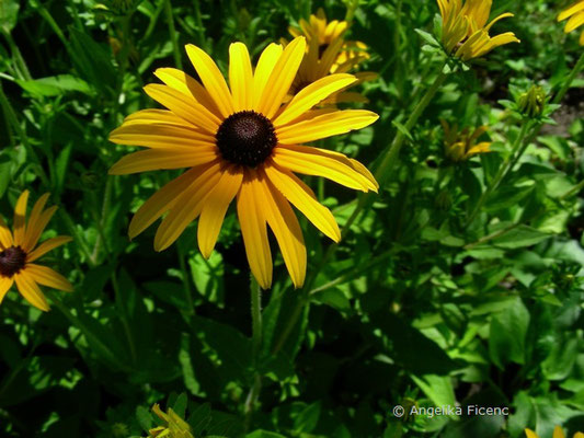 Rudbeckia fulgida var. speciosa - Sonnenhut  © Mag. Angelika Ficenc