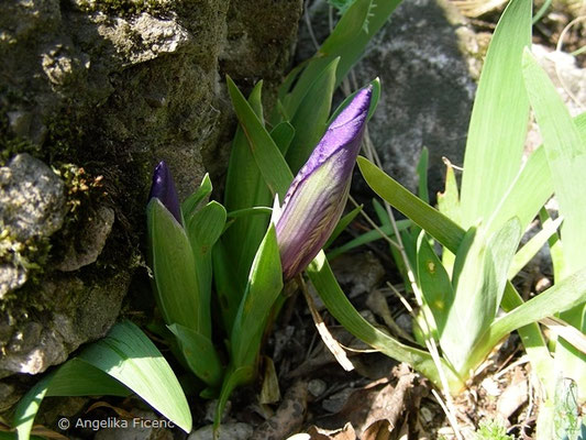 Iris pumila - Zwerg Iris, Blütenknospe   © Mag. Angelika Ficenc