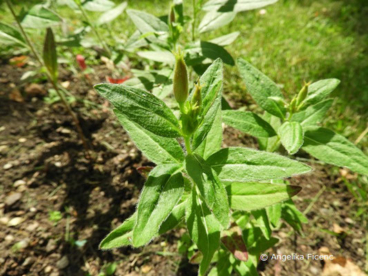 Oenothera pilosa © Mag. Angelika Ficenc