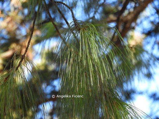 Pinus wallichiana  © Mag. Angelika Ficenc