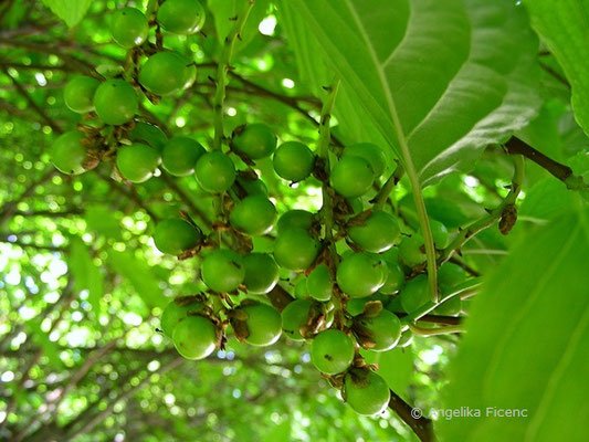 Stachyurus praecox - Schweifähre, unreife Früchte  © Mag. Angelika Ficenc