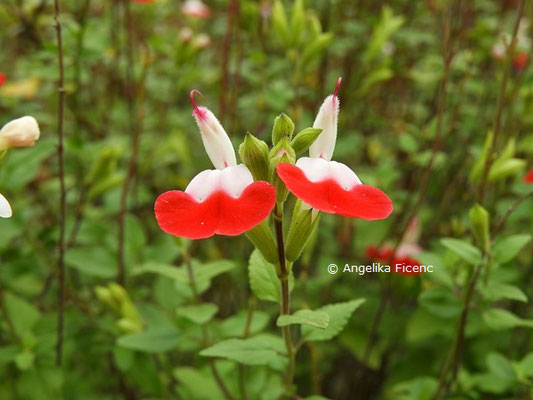 Salvia microphylla "Hot Lips" © Mag. Angelika Ficenc