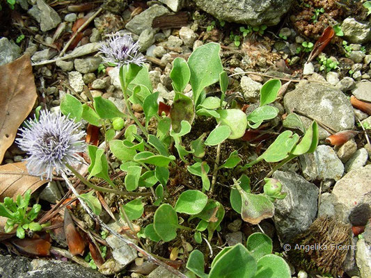 Globularia incarnescens - Kugelblume  © Mag. Angelika Ficenc