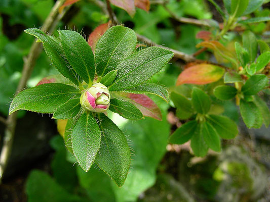 Rhododendron hirsutum - Bewimperte Alpenrose  © Mag. Angelika Ficenc