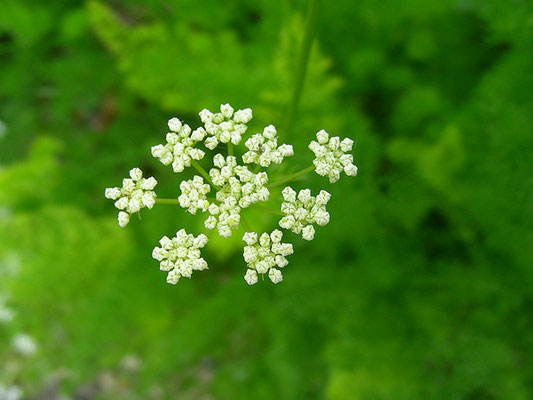 Meum athamanticum - Bärwurz, Blütendolde mit Knospen