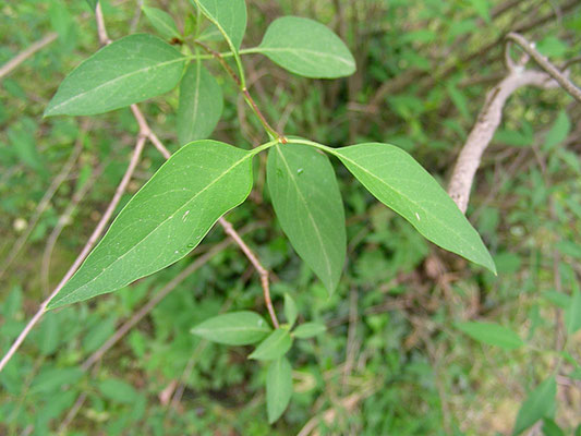 Syringa x persica ( S. vulgaris x S. lanciniata) - Balkan Flieder, © Mag. Angelika Ficenc