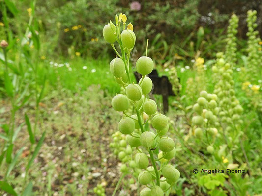 Fibigia clypeata - Schildkresse,  © Mag. Angelika Ficenc