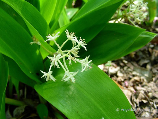 Speirantha gardenii, Blütenstand  © Mag. Angelika Ficenc