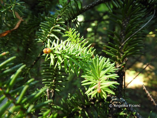 Abies pinsapo  © Mag. Angelika Ficenc