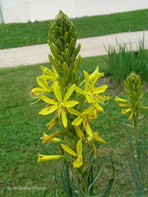 Asphodeline lutea - Gelber Affodil,   © Mag. Angelika Ficenc