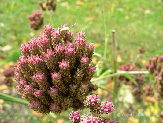 Verbena bipinnatifida - Verbene  © Mag. Angelika Ficenc