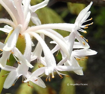 Dais cotinifolia  © Mag. Angelika Ficenc