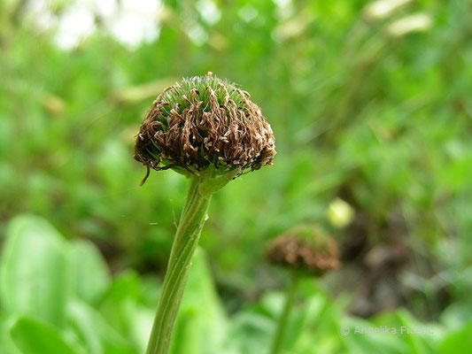 Globularia nudicaulis - Nacktstiel Kugelblume,   © Mag. Angelika Ficenc