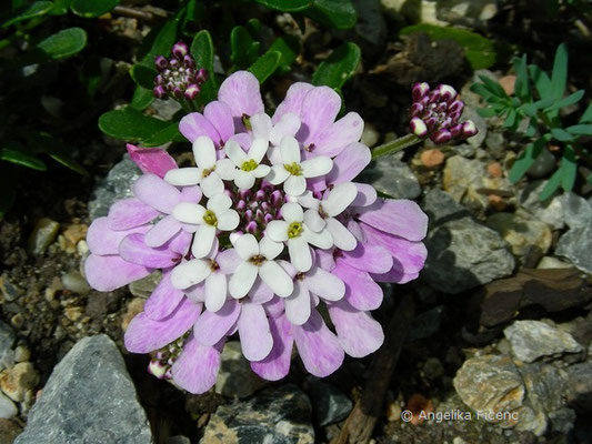 Iberis simplex - Schleifenblume  © Mag. Angelika Ficenc