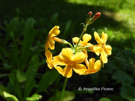 Primula bulleyana  © Mag. Angelika Ficenc