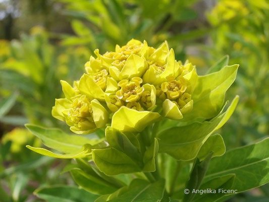 Euphorbia palustris - Sumpf-Wolfsmilch  © Mag. Angelika Ficenc