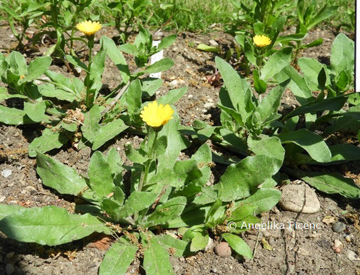 Osteospermum ecklonis  © Mag. Angelika Ficenc