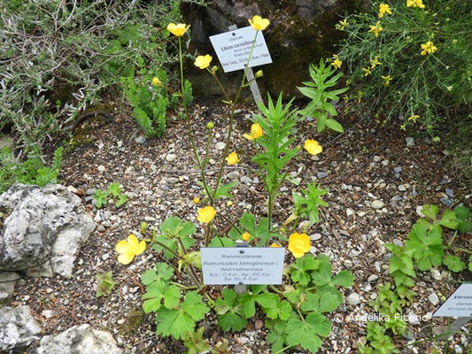 Ranunculus lanuginosus - Woll-Hahnenfuß, Habitus  © Mag. Angelika Ficenc