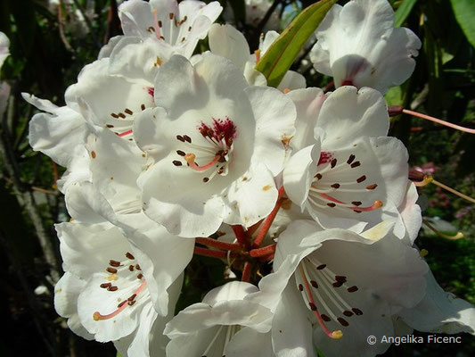 Rhododendron ramsdenianum  © Mag. Angelika Ficenc