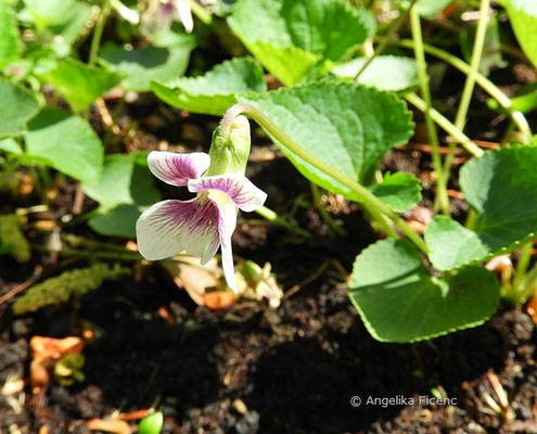 Viola cucullata, © Mag. Angelika Ficenc