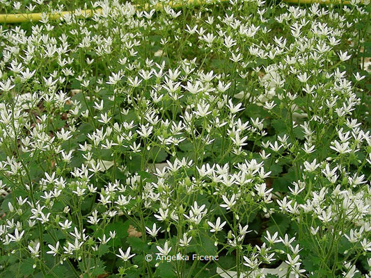 Saxifraga rotundifolia - Rundblatt Steinbrech  © Mag. Angelika Ficenc