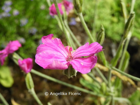 Dianthus henteri © Mag. Angelika Ficenc