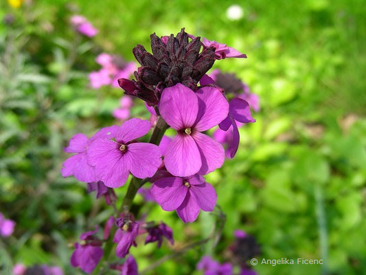 Erysimum „Bowless´s Mauve - Gartengoldlack  © Mag. Angelika Ficenc