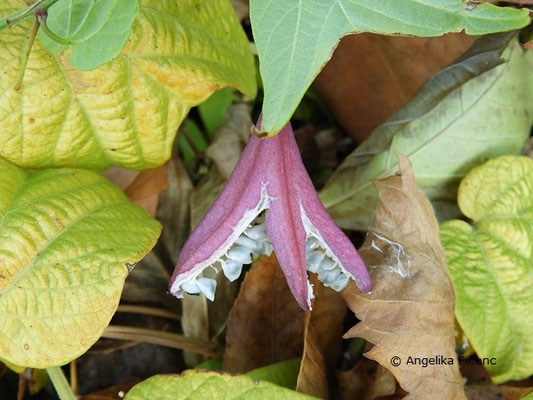 Passiflora capsularis  © Mag. Angelika Ficenc