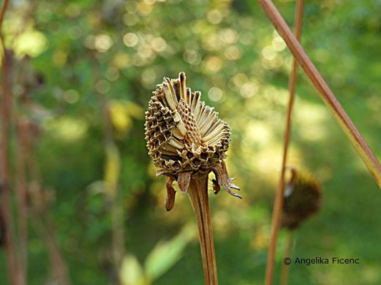 Rudbeckia laciniata - Schlitzblättriger Sonnenhut  © Mag. Angelika Ficenc