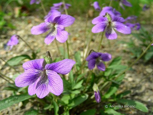 Viola pedatifida - Prärieveilchen  © Mag. Angelika Ficenc