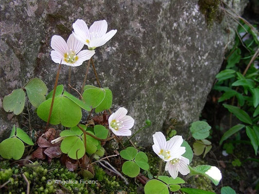 Oxalis acetosella - Wald Sauerklee,   © Mag. Angelika Ficenc