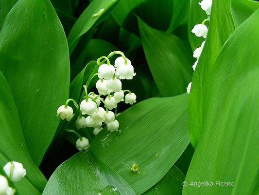 Convallaria majalis - Echt-Maiglöckchen    © Mag. Angelika Ficenc