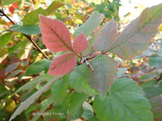 Rhus aromatica - Essigbaum , beginnende Herbstfärbung    © Mag. Angelika Ficenc