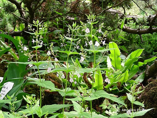 Veronica urticifolia  - Nessel-Ehrenpreis, Habitus  © Mag. Angelika Ficenc