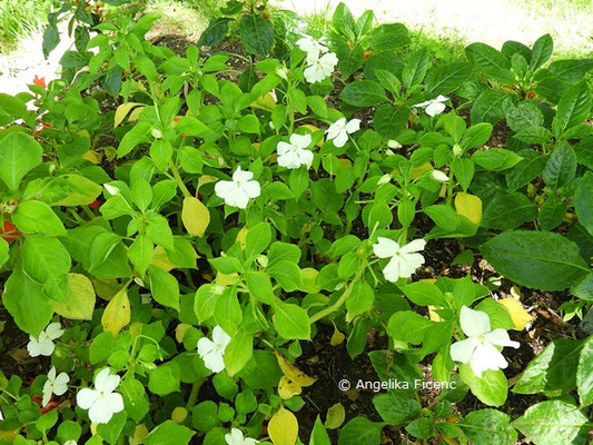 Impatiens walleriana  © Mag. Angelika Ficenc