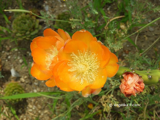 Opuntia paraguayensis  © Mag. Angelika Ficenc