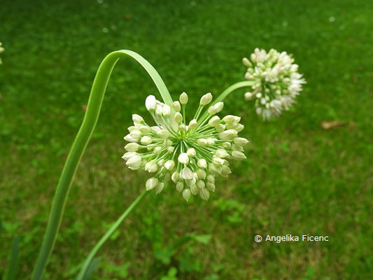 Allium senescens   © Mag. Angelika Ficenc