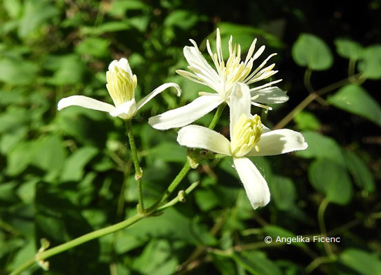 Clematis recta, Aufrechte waldrebe, Blütenstand © Mag. Angelika Ficenc