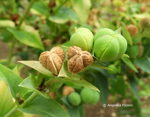 Euphorbia lathyris  © Mag. Angelika Ficenc