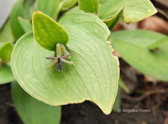 Ruscus hypoglossum - Mäusedorn  © Mag. Angelika Ficenc