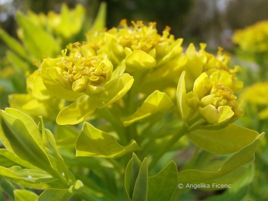 Euphorbia palustris - Sumpf-Wolfsmilch  © Mag. Angelika Ficenc