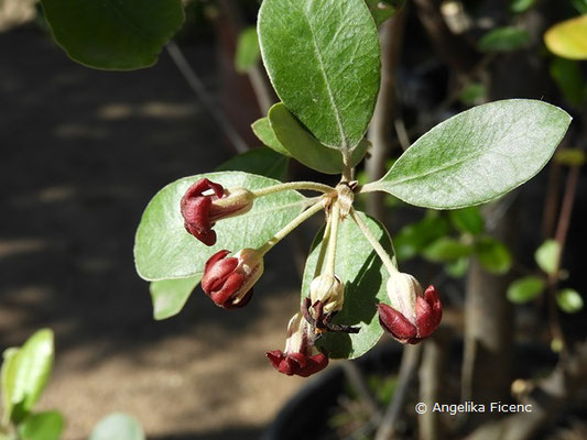 Pittosporum huttonianum, Blüten  © Mag. Angelika Ficenc