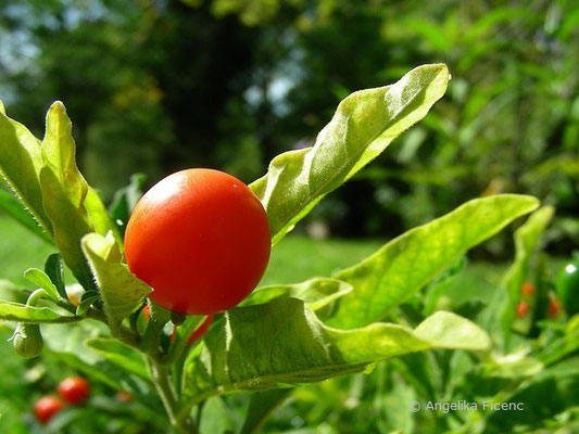 Solanum pseudocapsicum - Korallenstrauch  © Mag. Angelika Ficenc