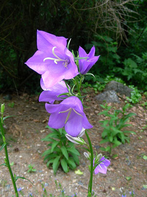 Campanula persicifolia - Pfirsichblättrige Glockenblume  © Mag. Angelika Ficenc