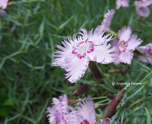 Dianthus uralensis - Ural Nelke,   © Mag. Angelika Ficenc