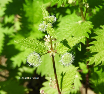 Urtica pilulifera © Mag. Angelika Ficenc