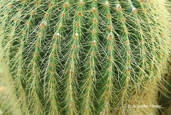 Notocactus warasii, Bedornung  © Mag. Angelika Ficenc