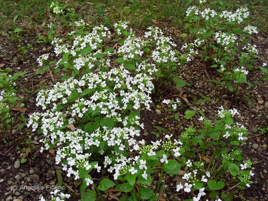 Pachxphragma macrophyllum - Scheinschaumkraut  © Mag. Angelika Ficenc