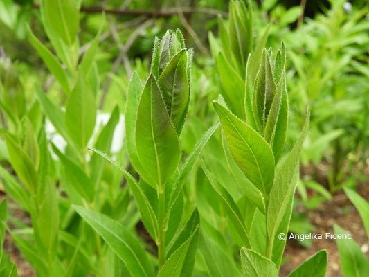 Amsonia orientalis - Röhrenstern, Blütenstand, Knospen  © Mag. Angelika Ficenc