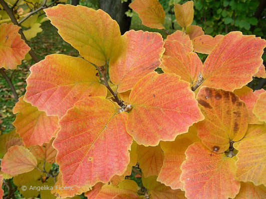 Fothergilla major - Großer Federbuschbaum  © Mag. Angelika Ficenc